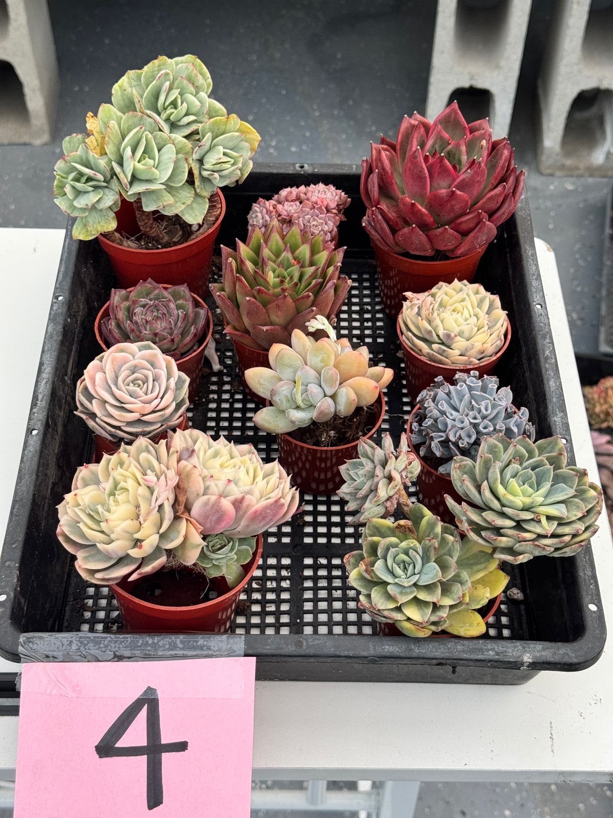 Charola de suculentas mix importadas