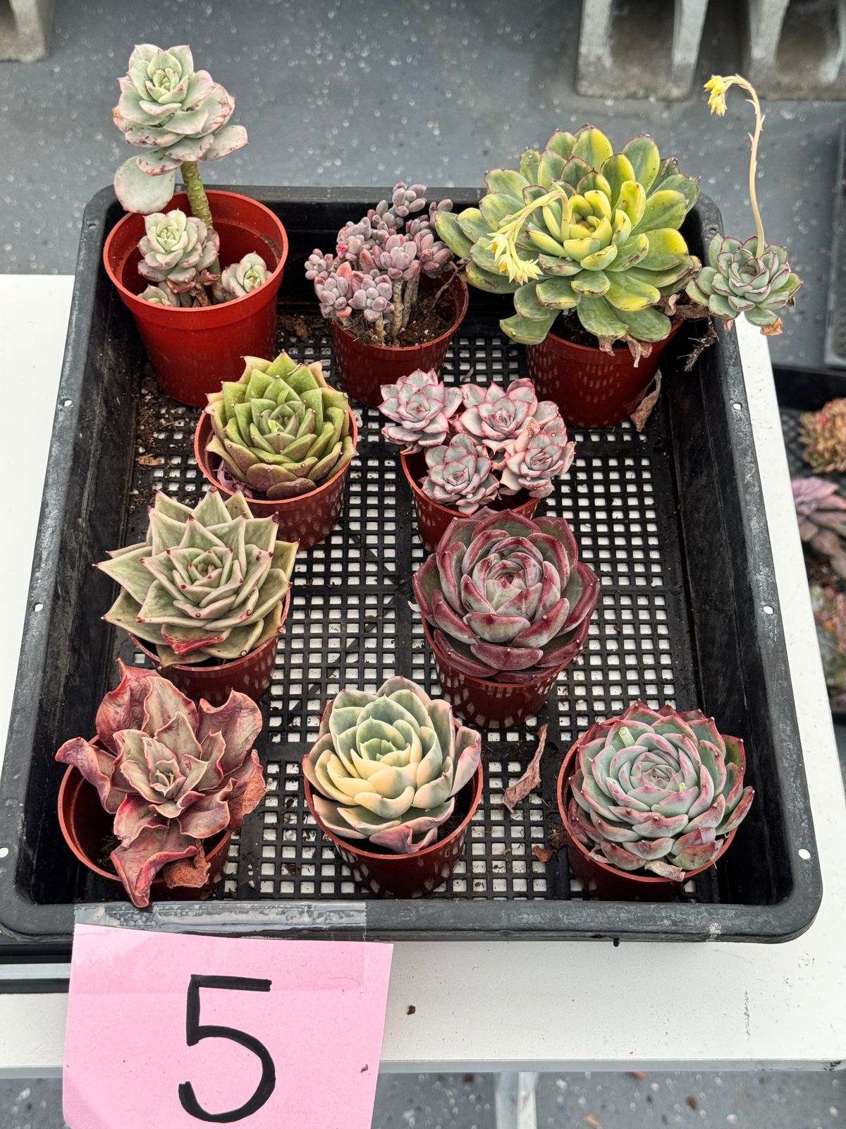 Charola de suculentas mix importadas