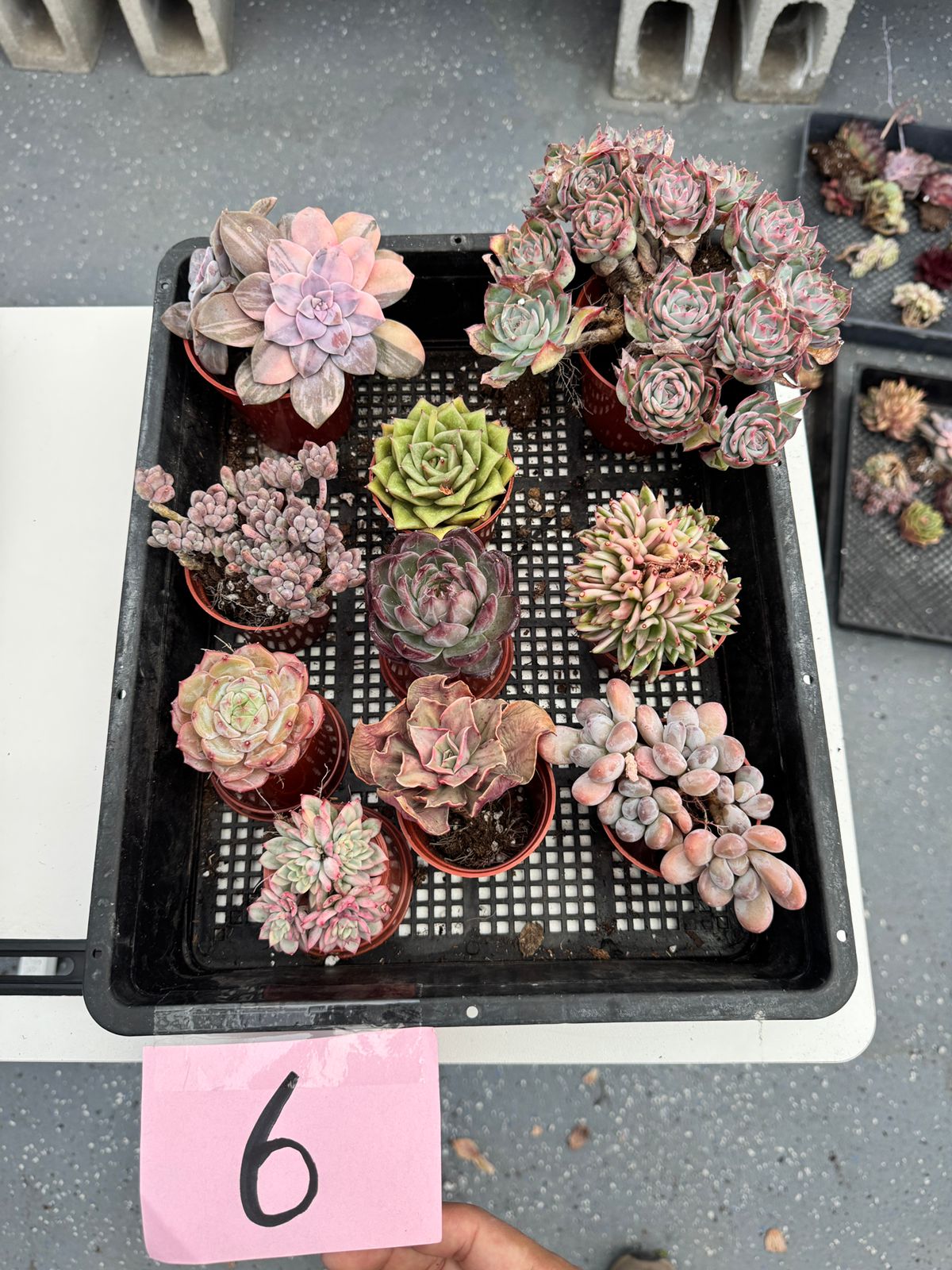 Charola de suculentas mix importadas