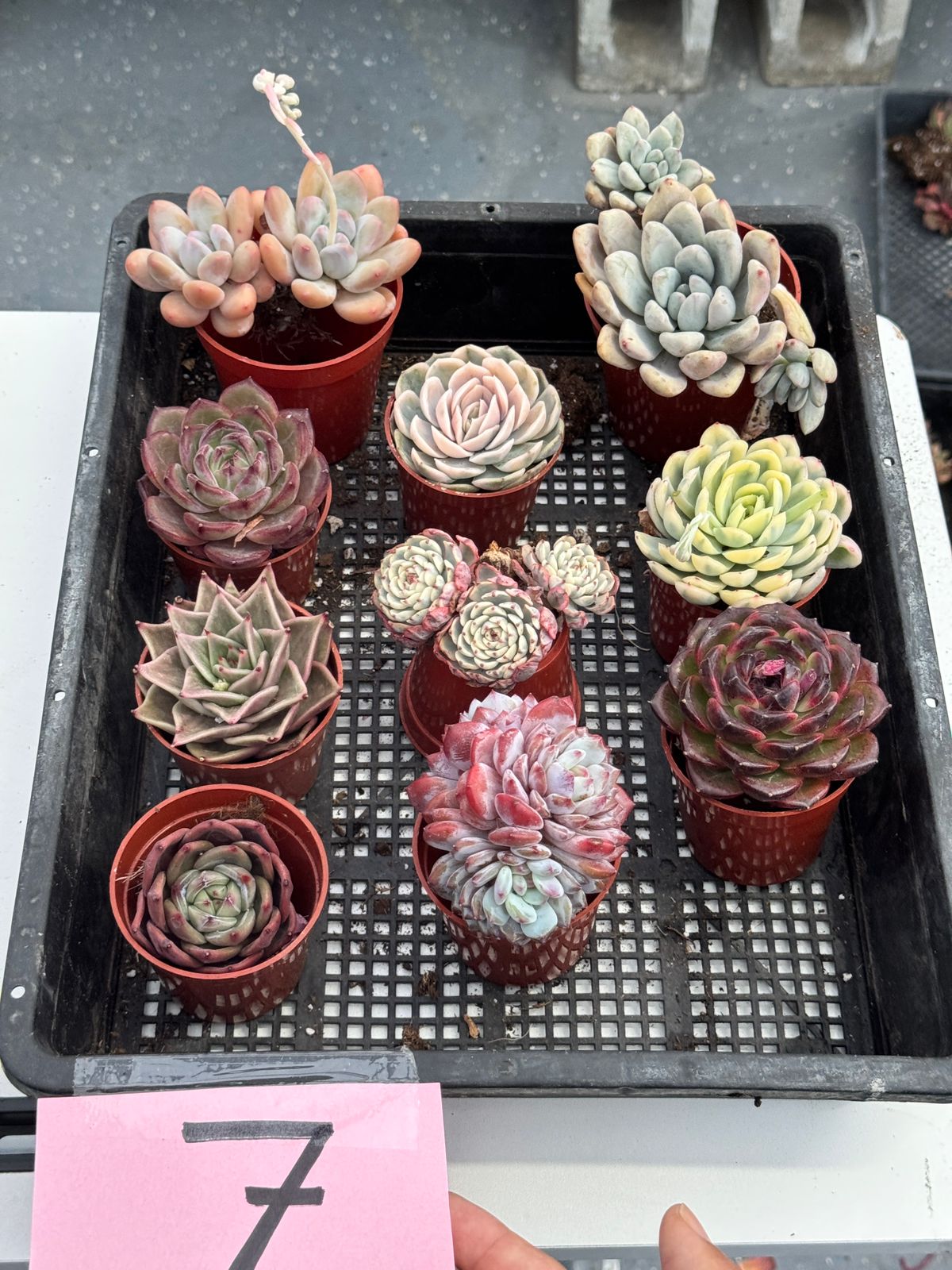 Charola de suculentas mix importadas