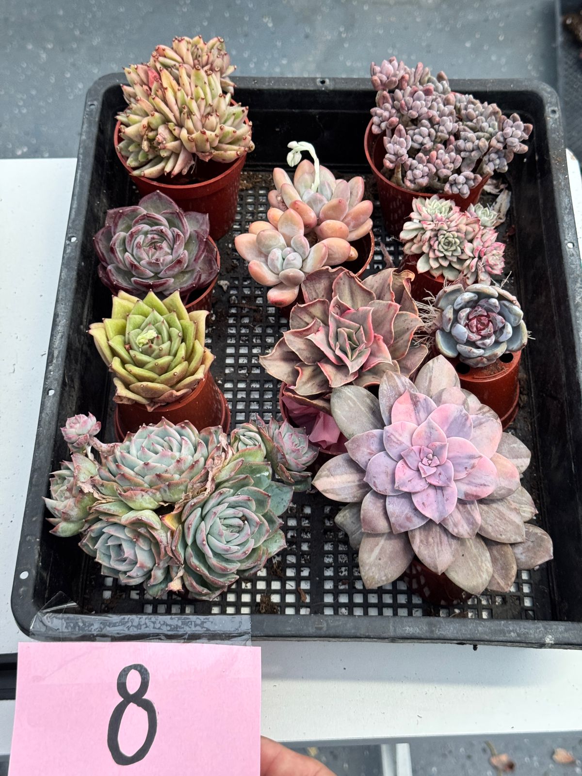 Charola de suculentas mix importadas