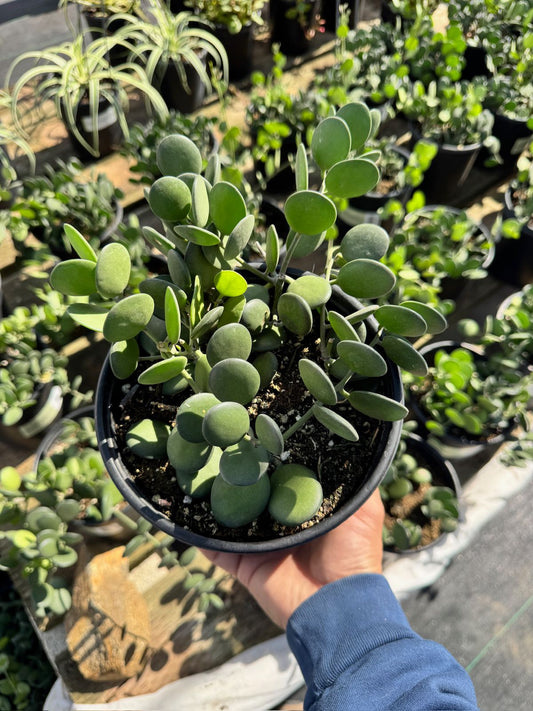 Xerocysios danguyii (planta moneda)