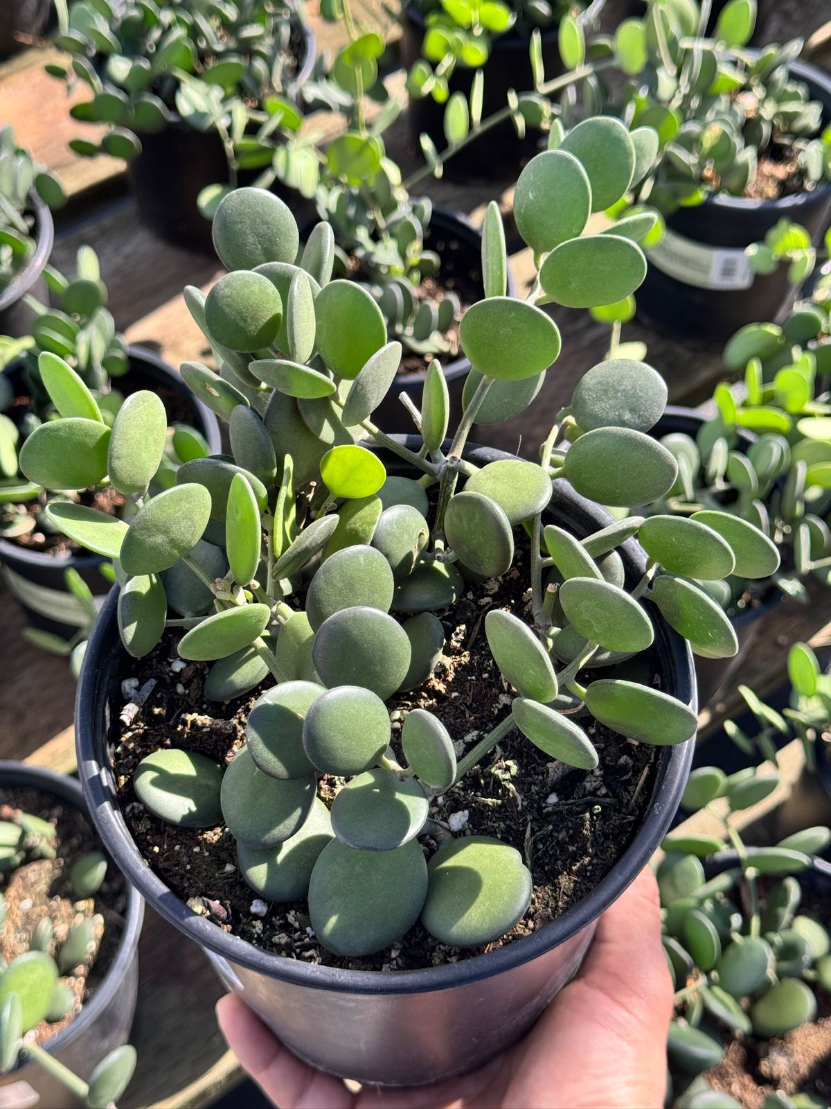 Xerocysios danguyii (planta moneda)