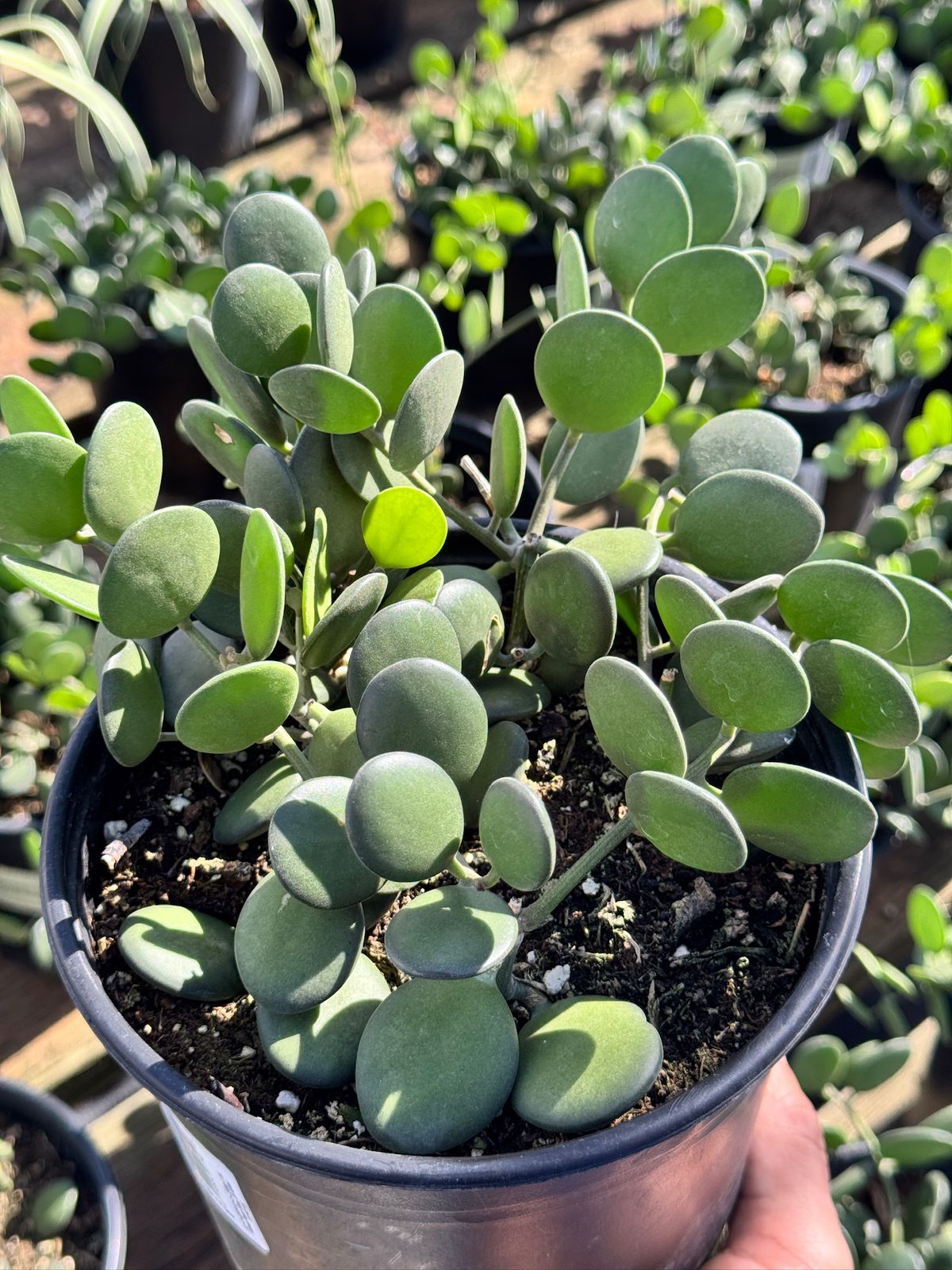 Xerocysios danguyii (planta moneda)