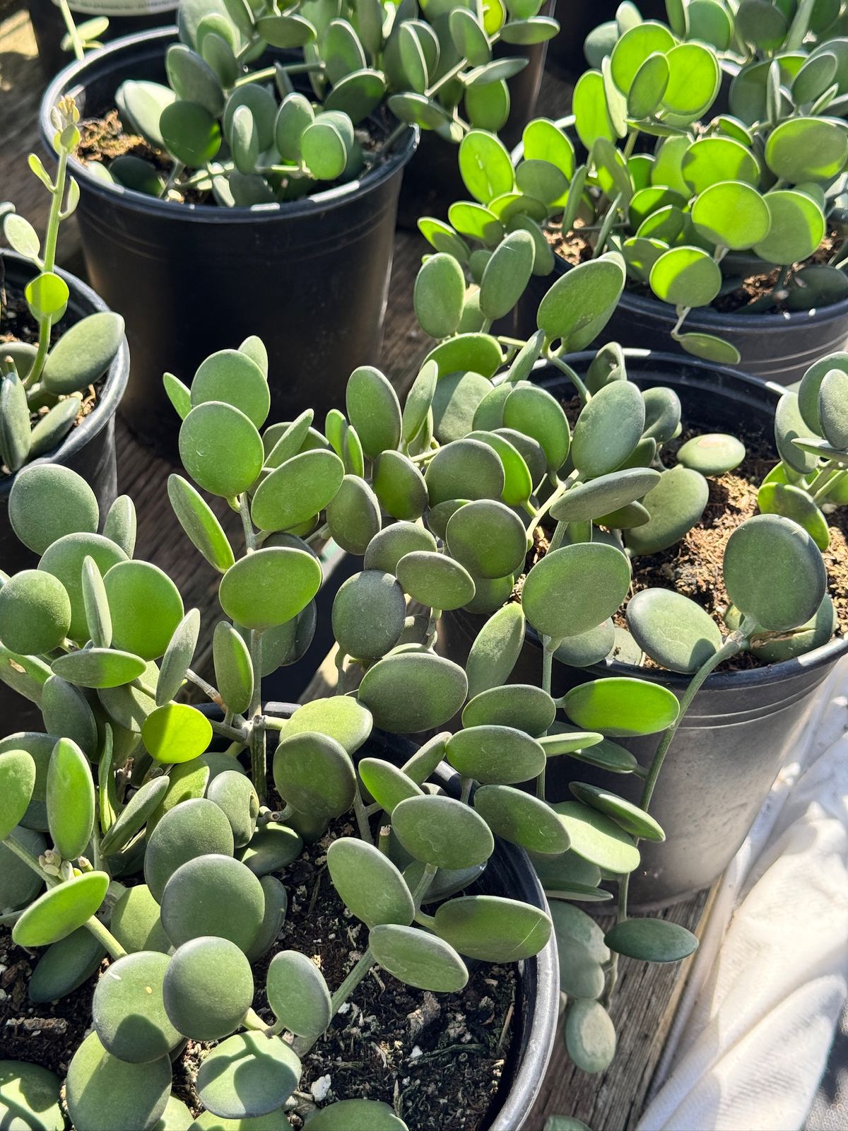 Xerocysios danguyii (planta moneda)