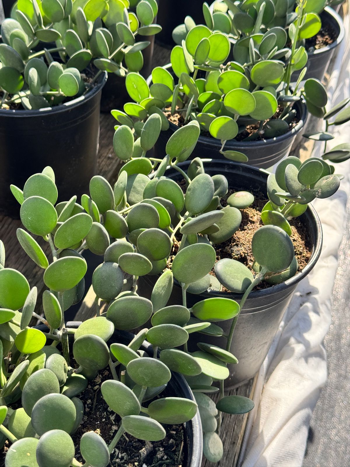 Xerocysios danguyii (planta moneda)