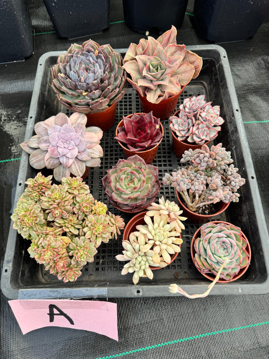 Charola de suculentas mix importadas