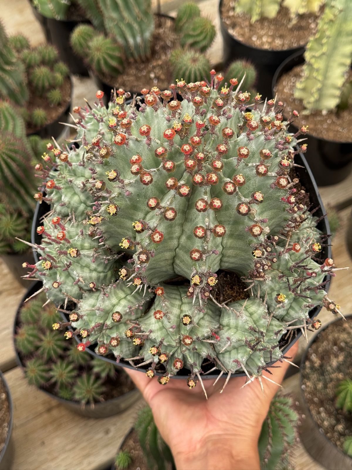 Euphorbia horrida Major