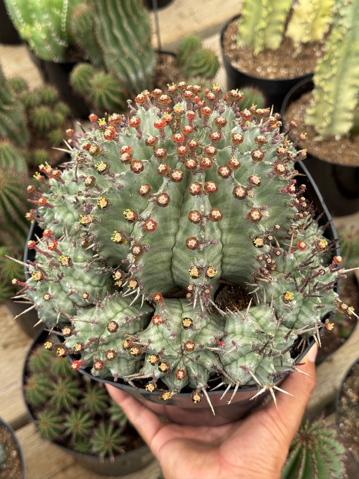 Euphorbia horrida Major