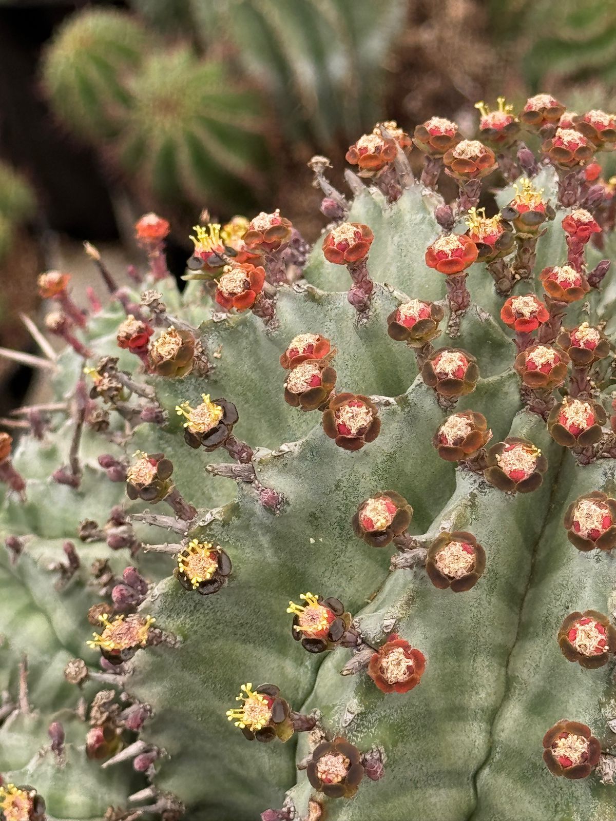 Euphorbia horrida Major