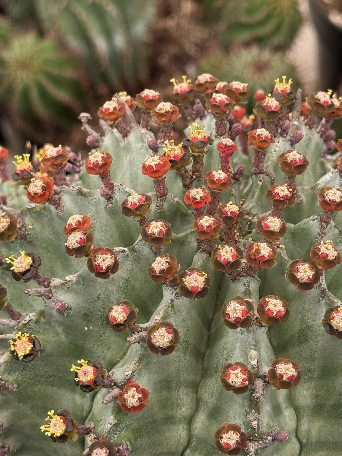 Euphorbia horrida Major