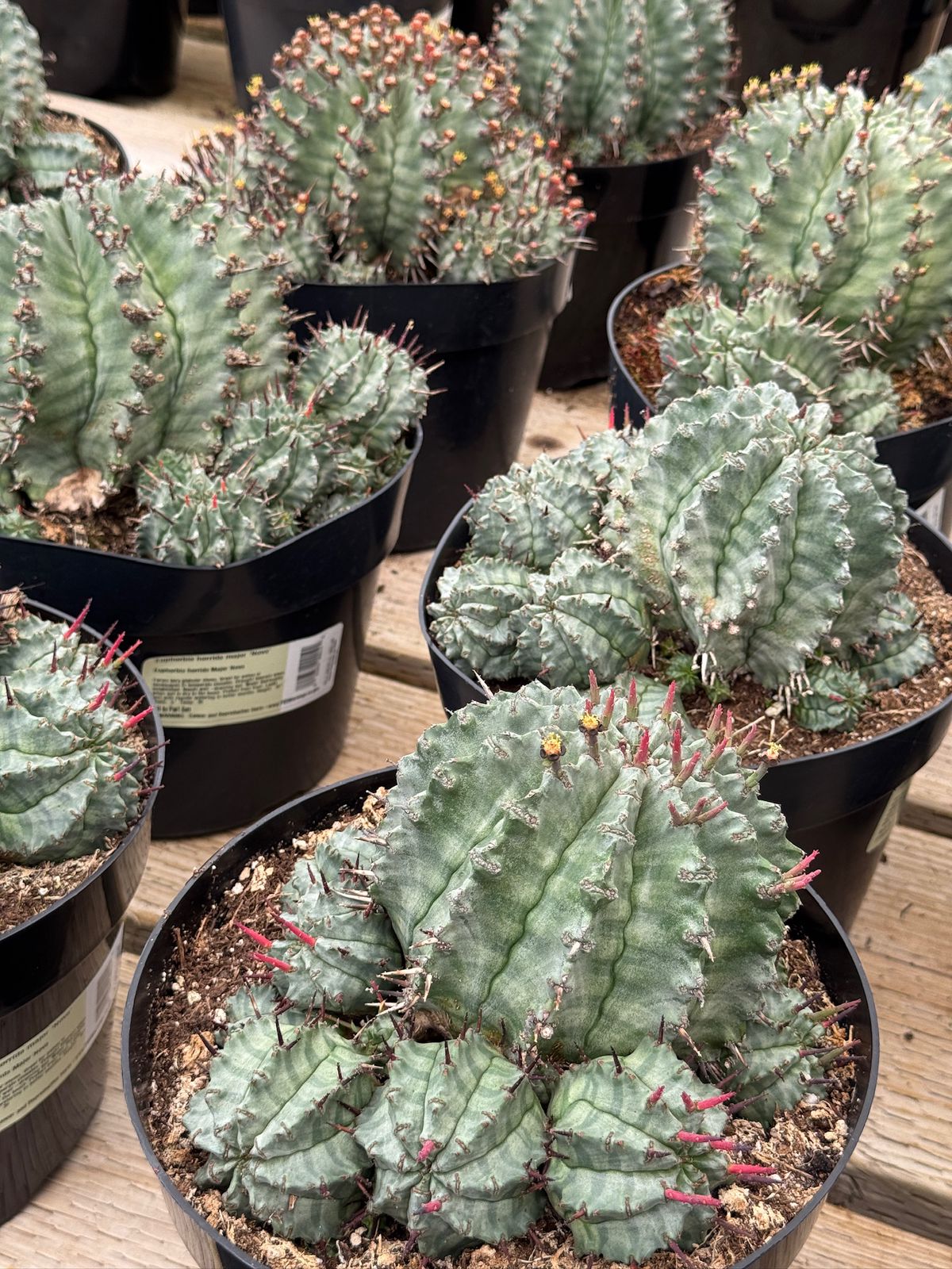 Euphorbia horrida Major
