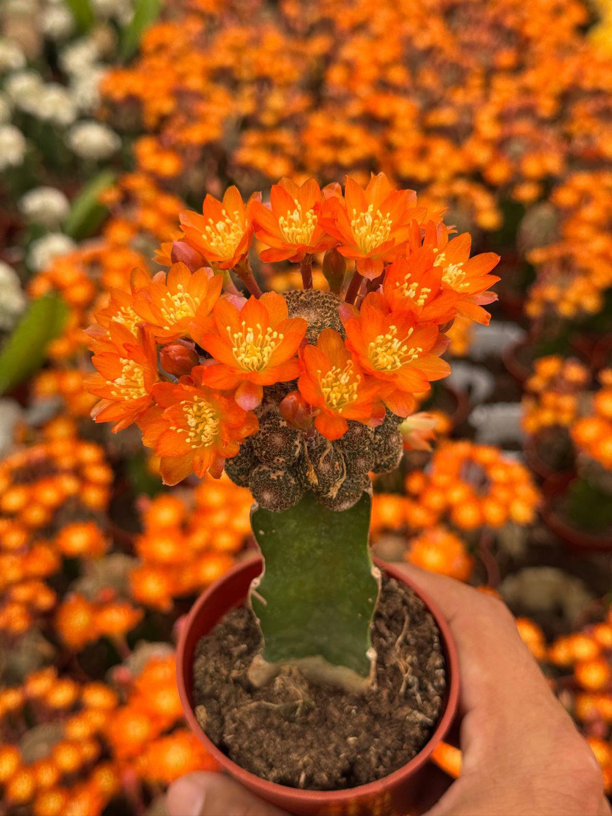 Injerto Rebutia heliosa var condorensis