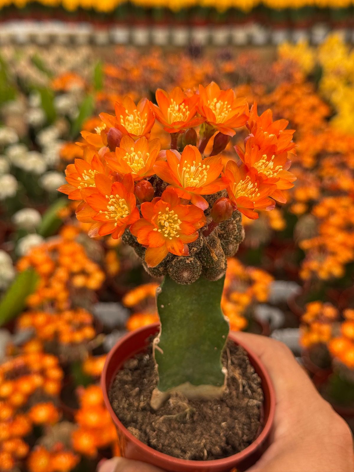 Injerto Rebutia heliosa var condorensis