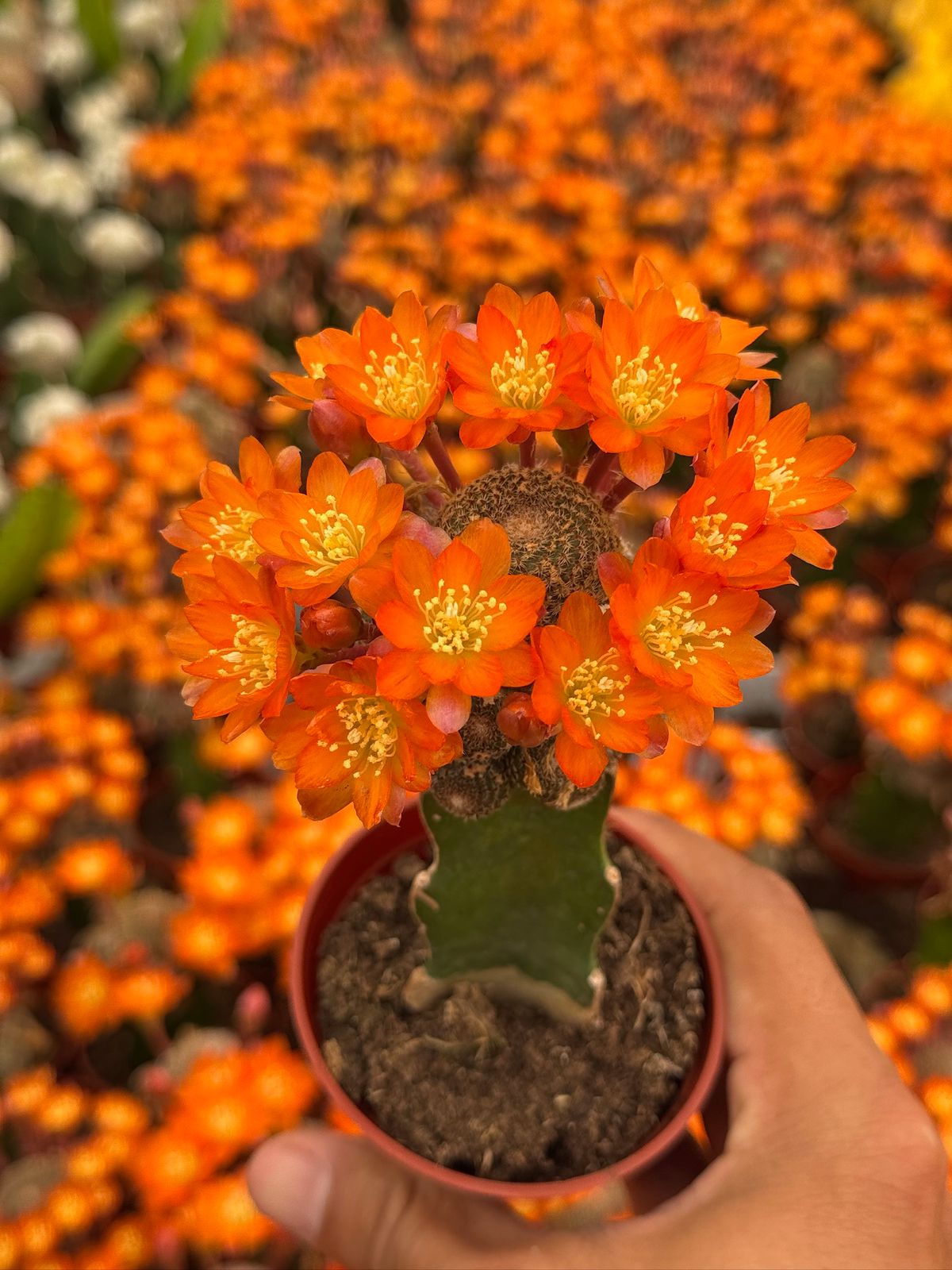 Injerto Rebutia heliosa var condorensis