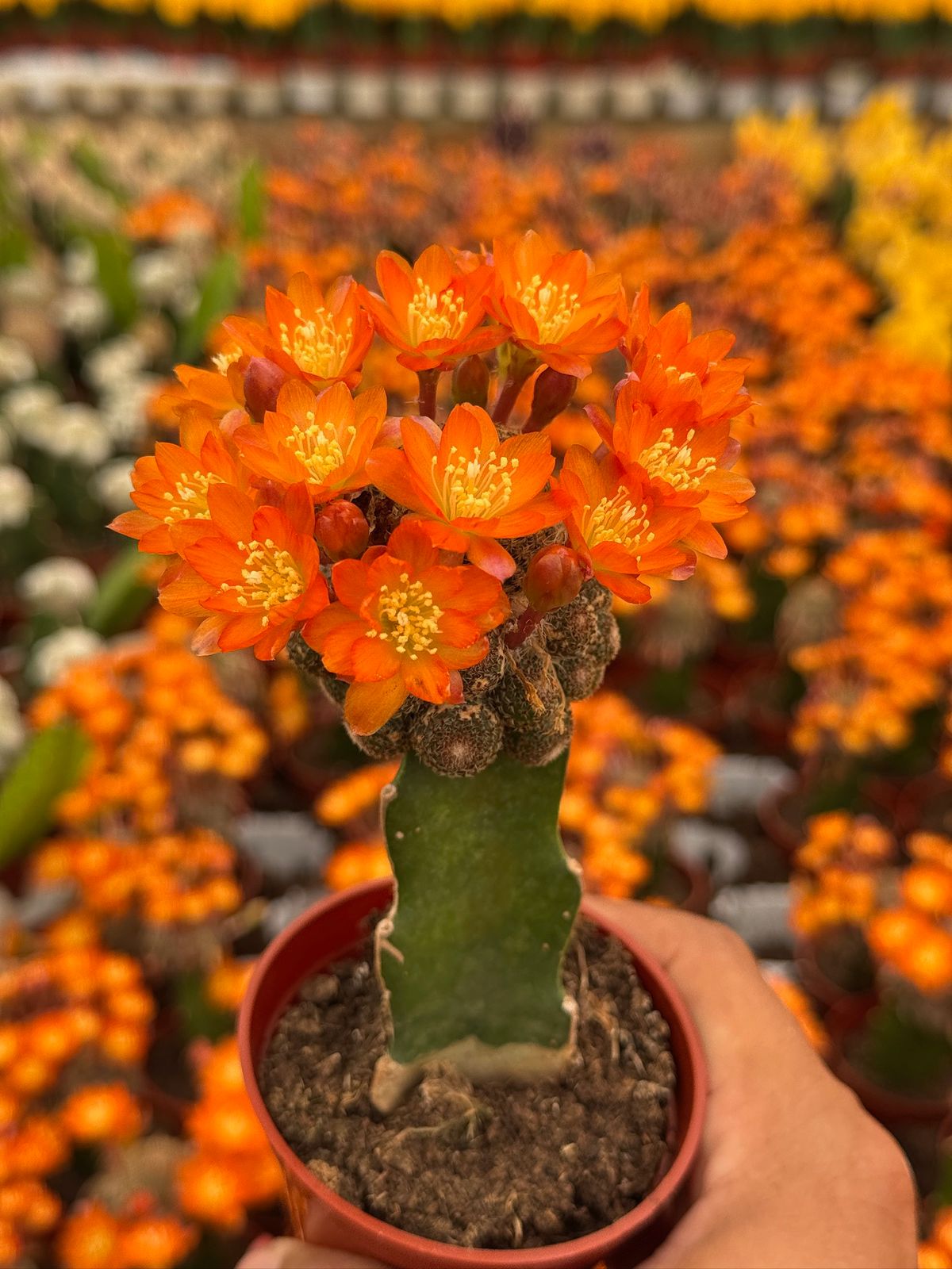 Injerto Rebutia heliosa var condorensis