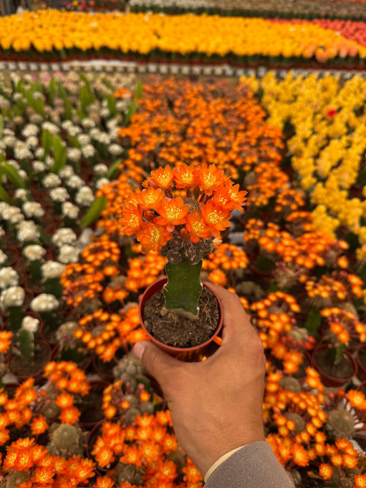 Injerto Rebutia heliosa var condorensis