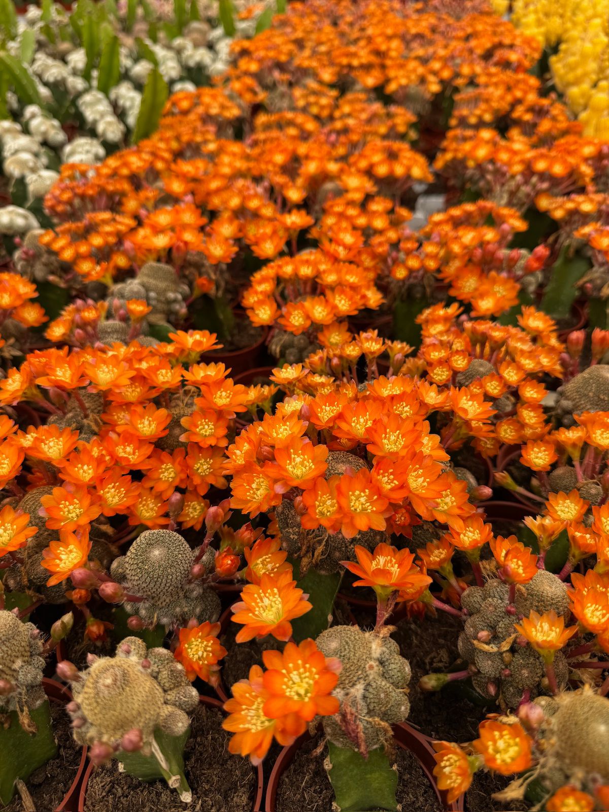 Injerto Rebutia heliosa var condorensis