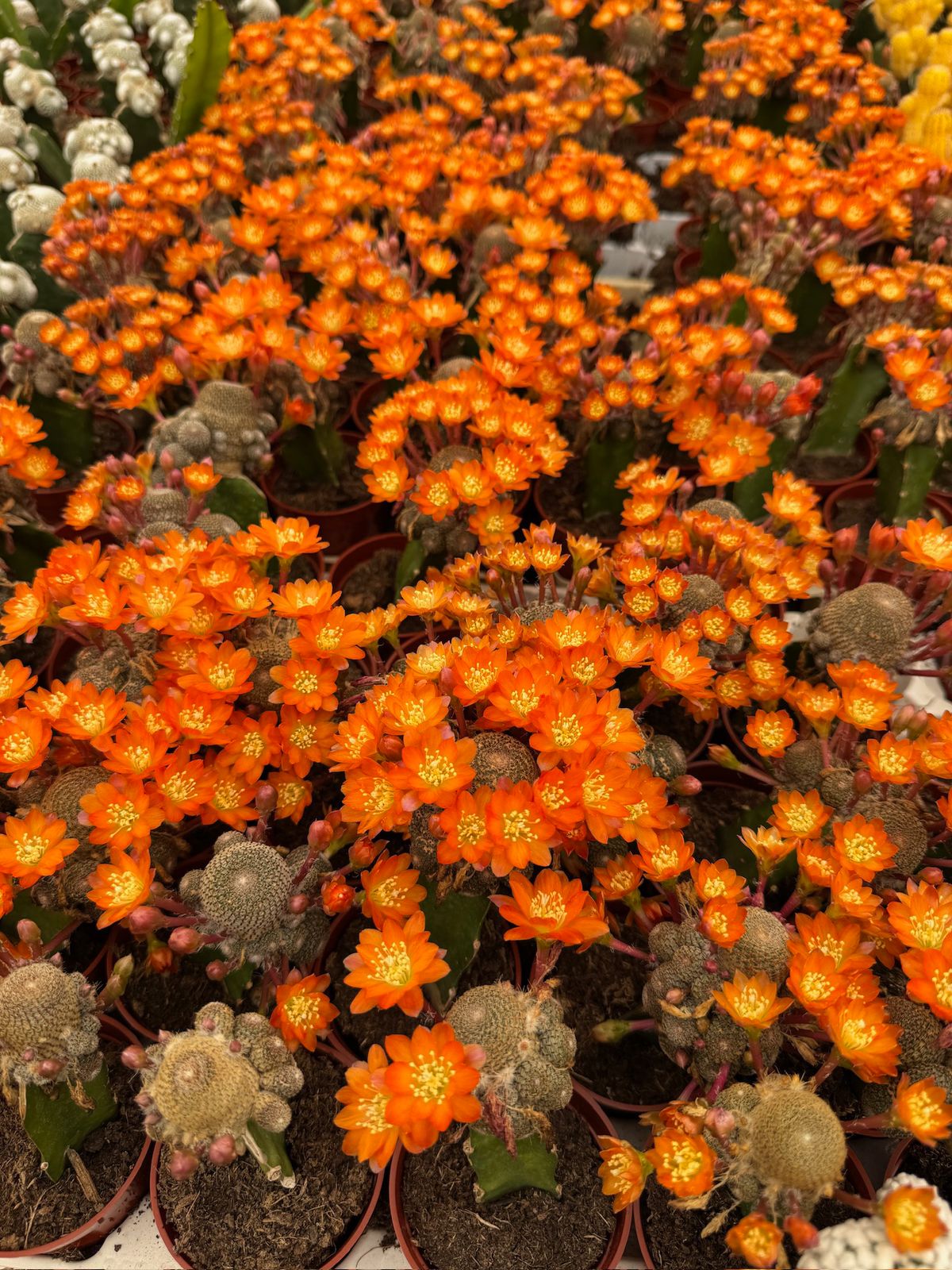 Injerto Rebutia heliosa var condorensis