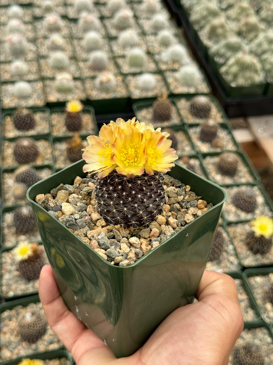 Charola de cactus mix 4”