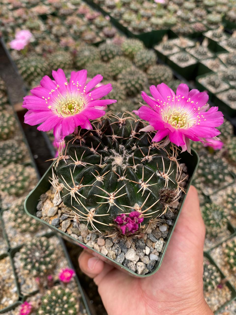 Charola de cactus mix 4”