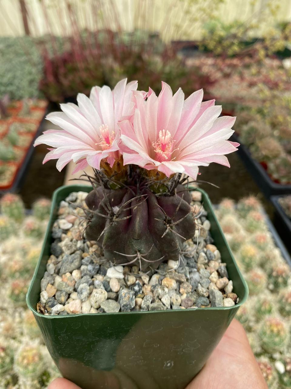 Charola de cactus mix 4”