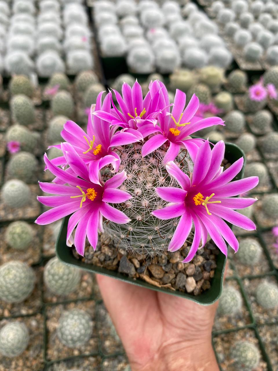 Charola de cactus mix 4”