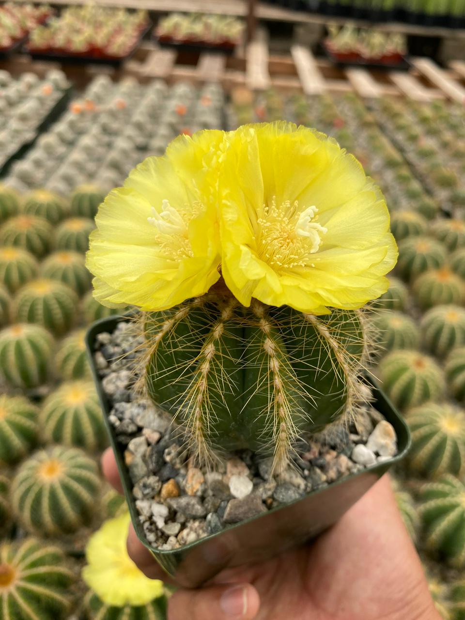 Charola de cactus mix 4”
