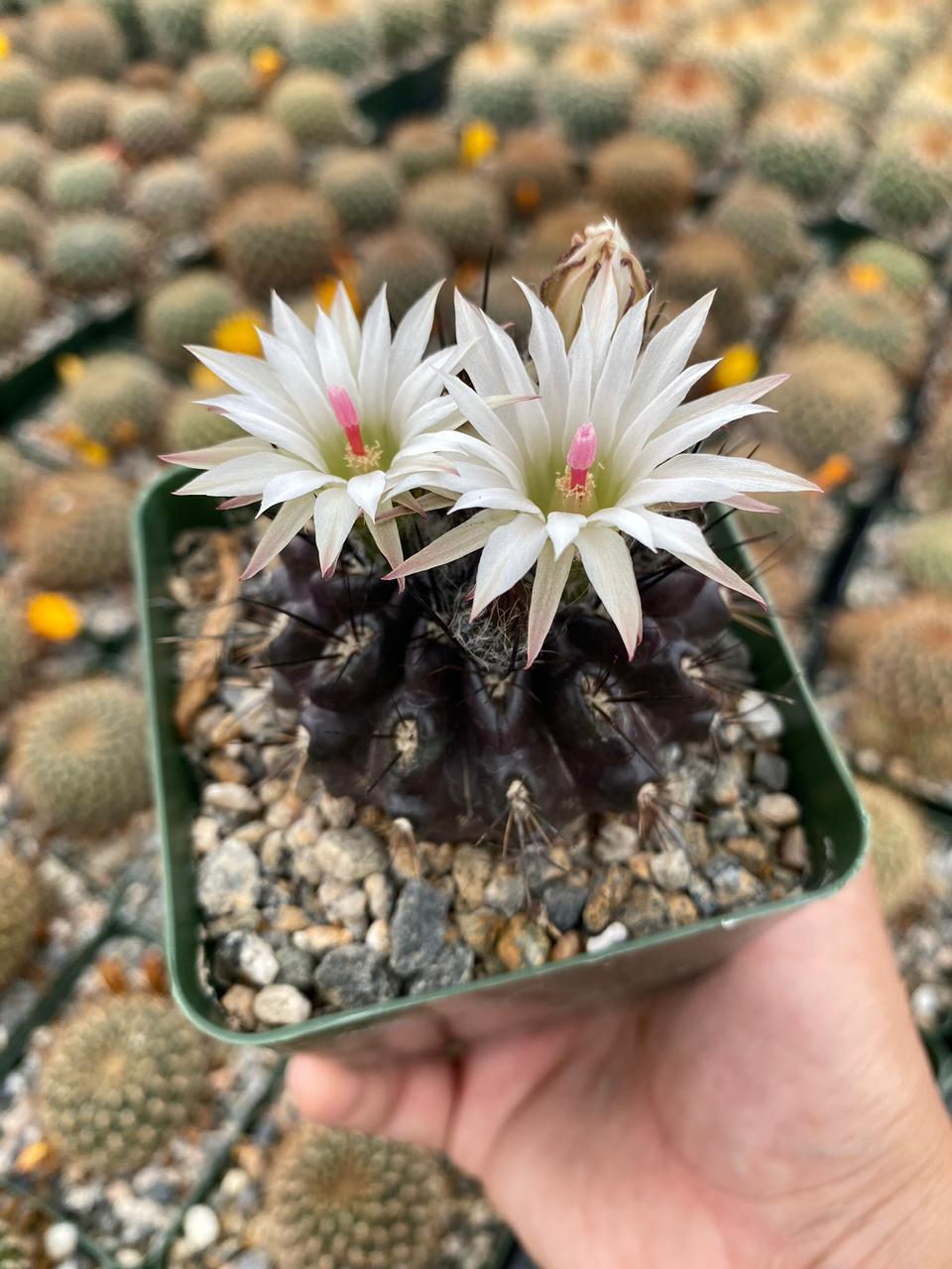 Charola de cactus mix 4”