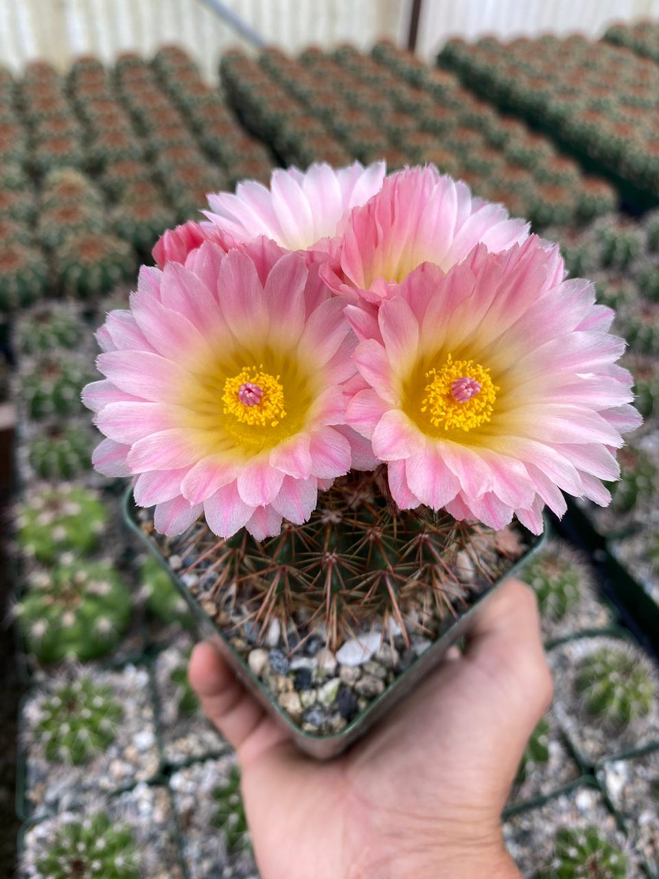 Charola de cactus mix 4”