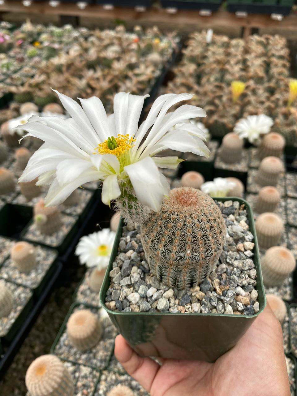 Charola de cactus mix 4”