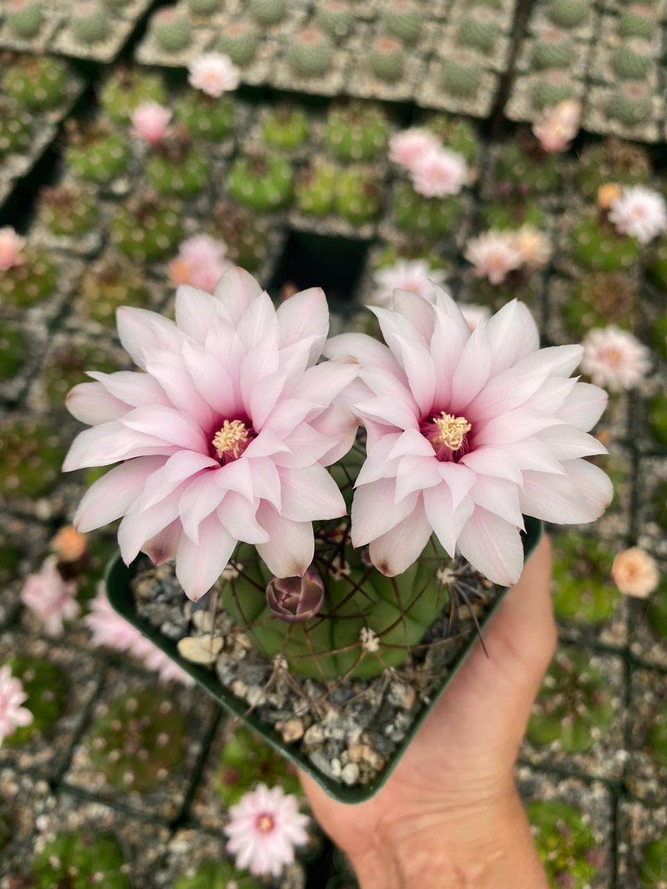 Charola de cactus mix 4”