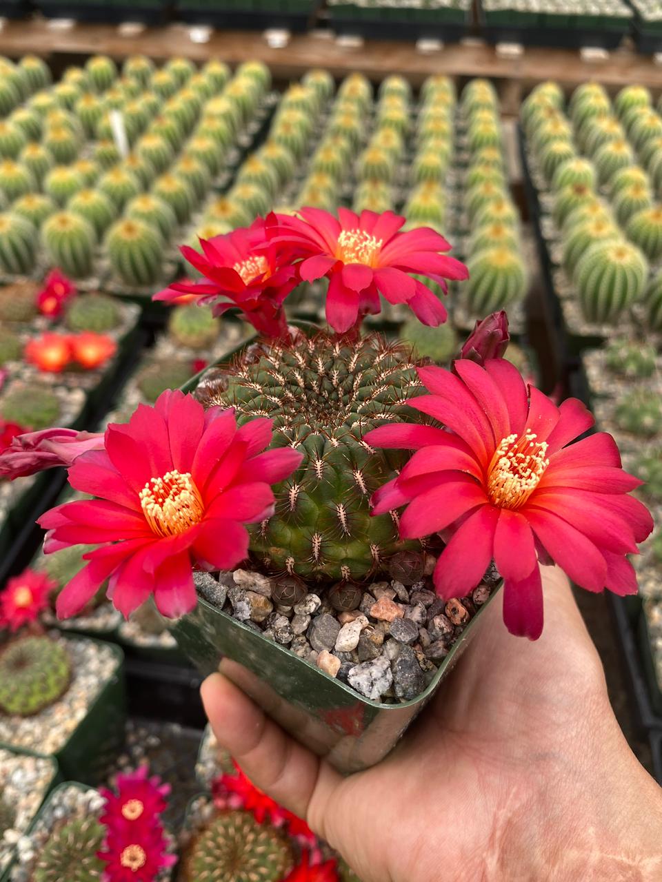 Charola de cactus mix 4”