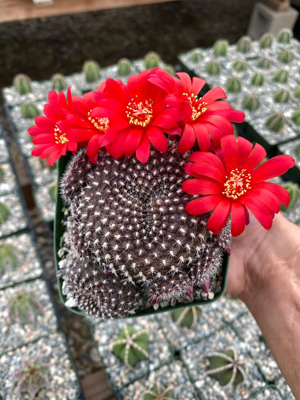 Charola de cactus mix 4”