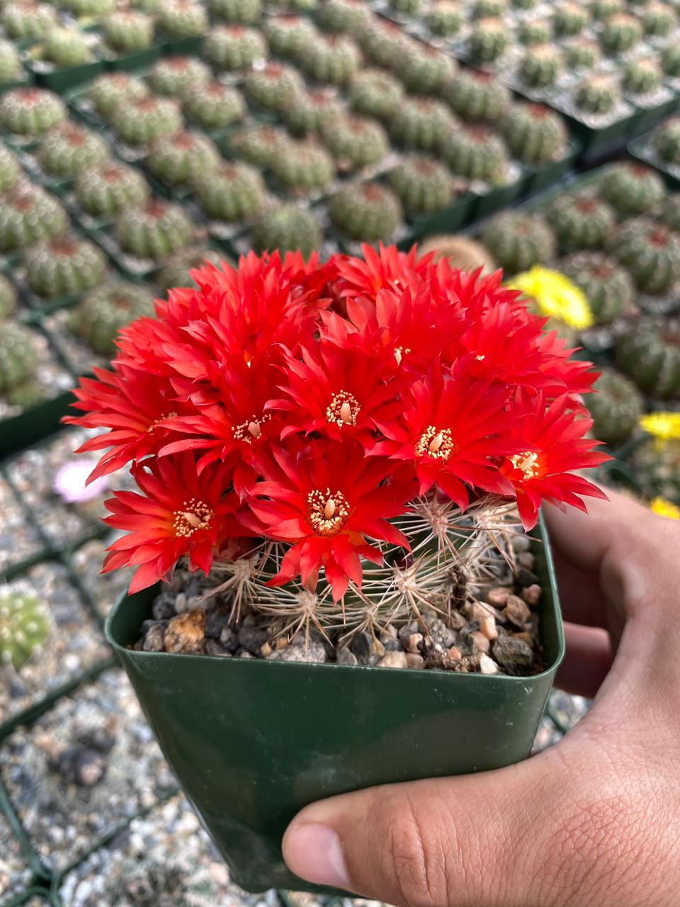 Charola de cactus mix 4”