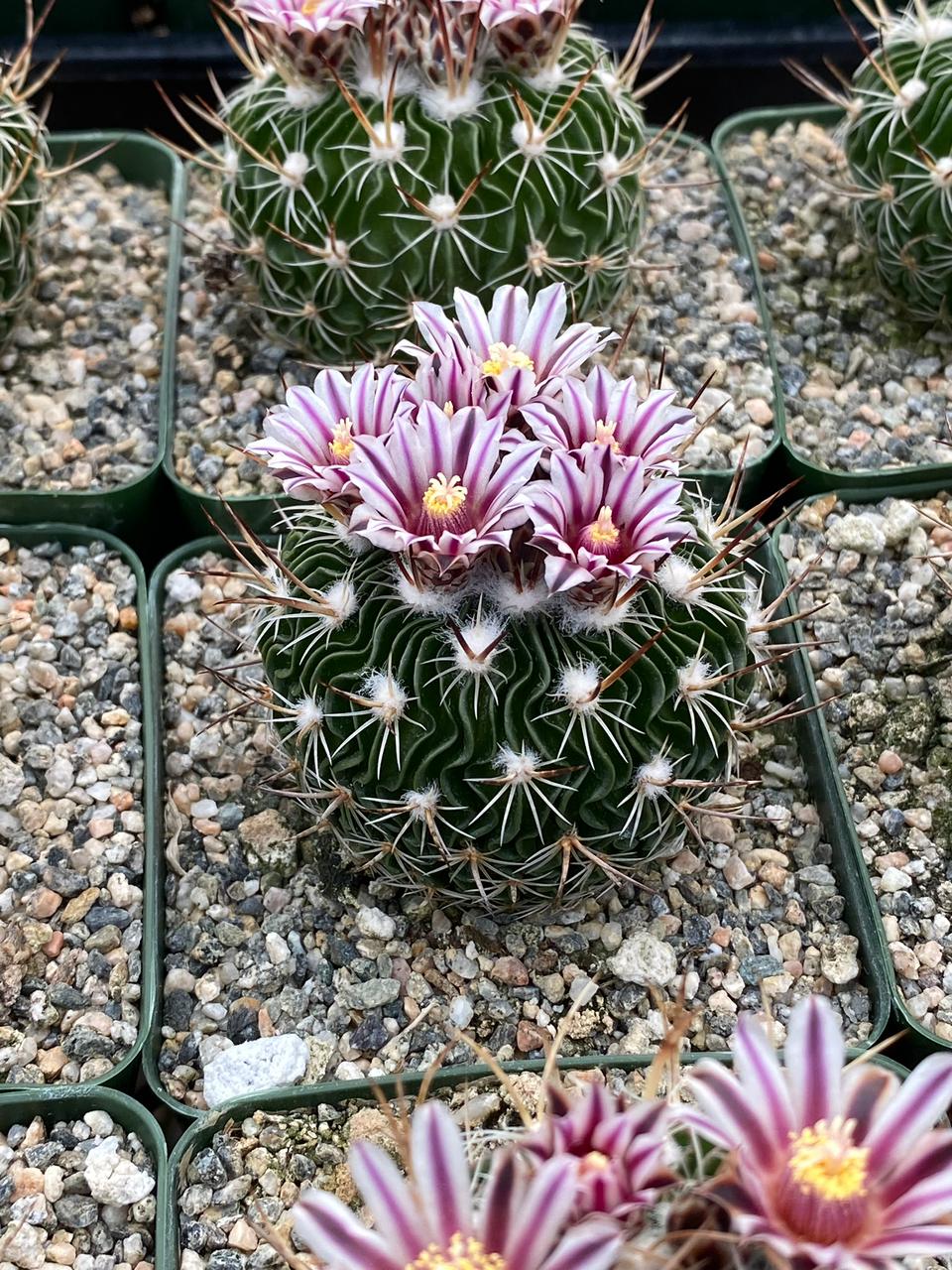 Charola de cactus mix 4”