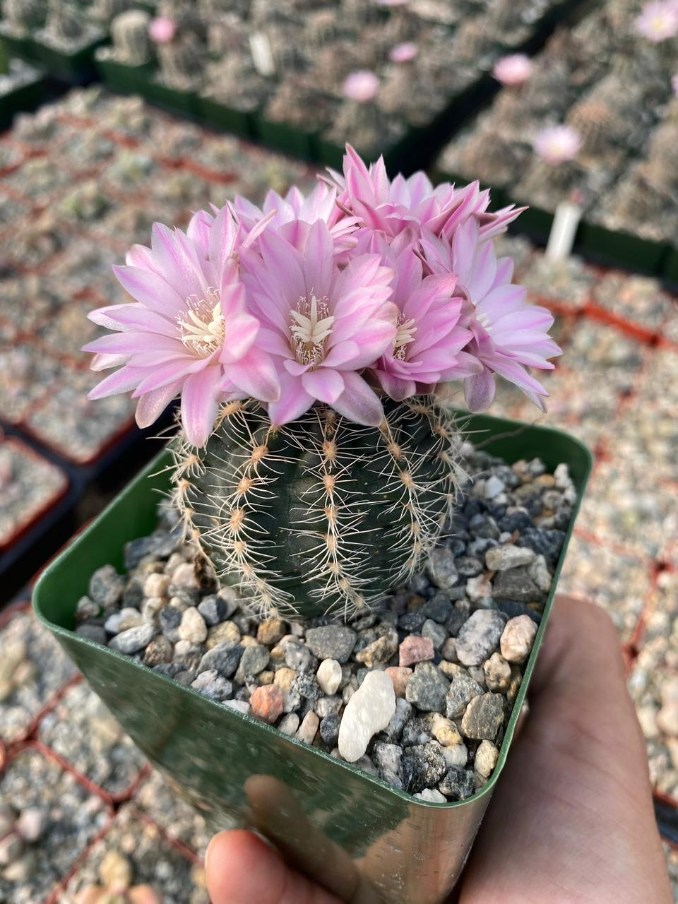 Charola de cactus mix 4”