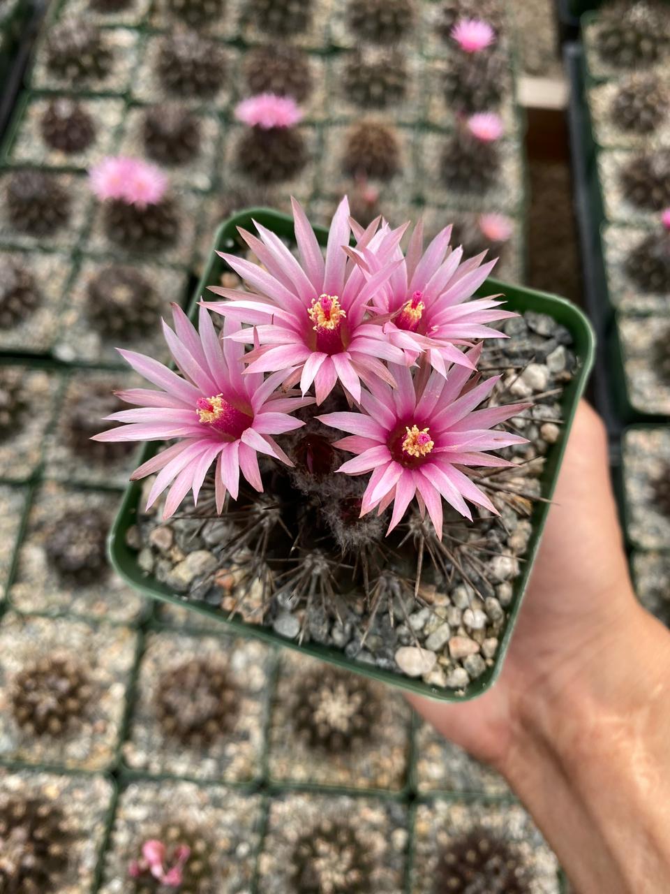Charola de cactus mix 4”