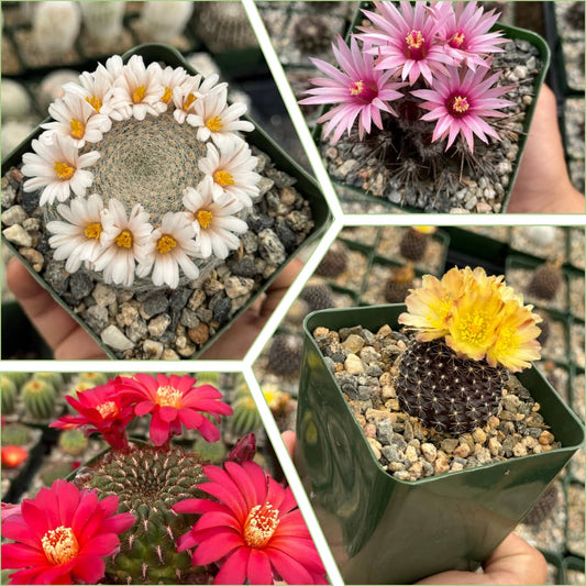 Charola de cactus mix 4”