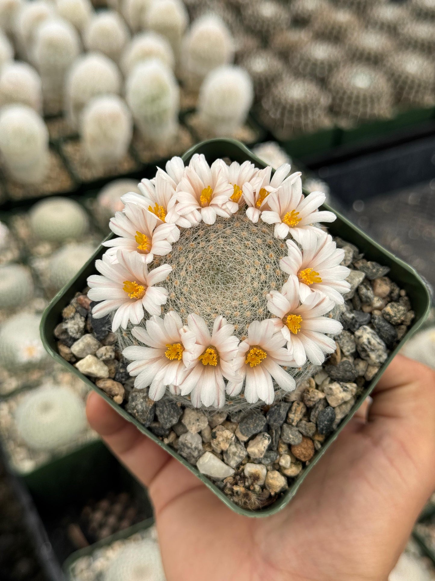 Charola de cactus mix 4”