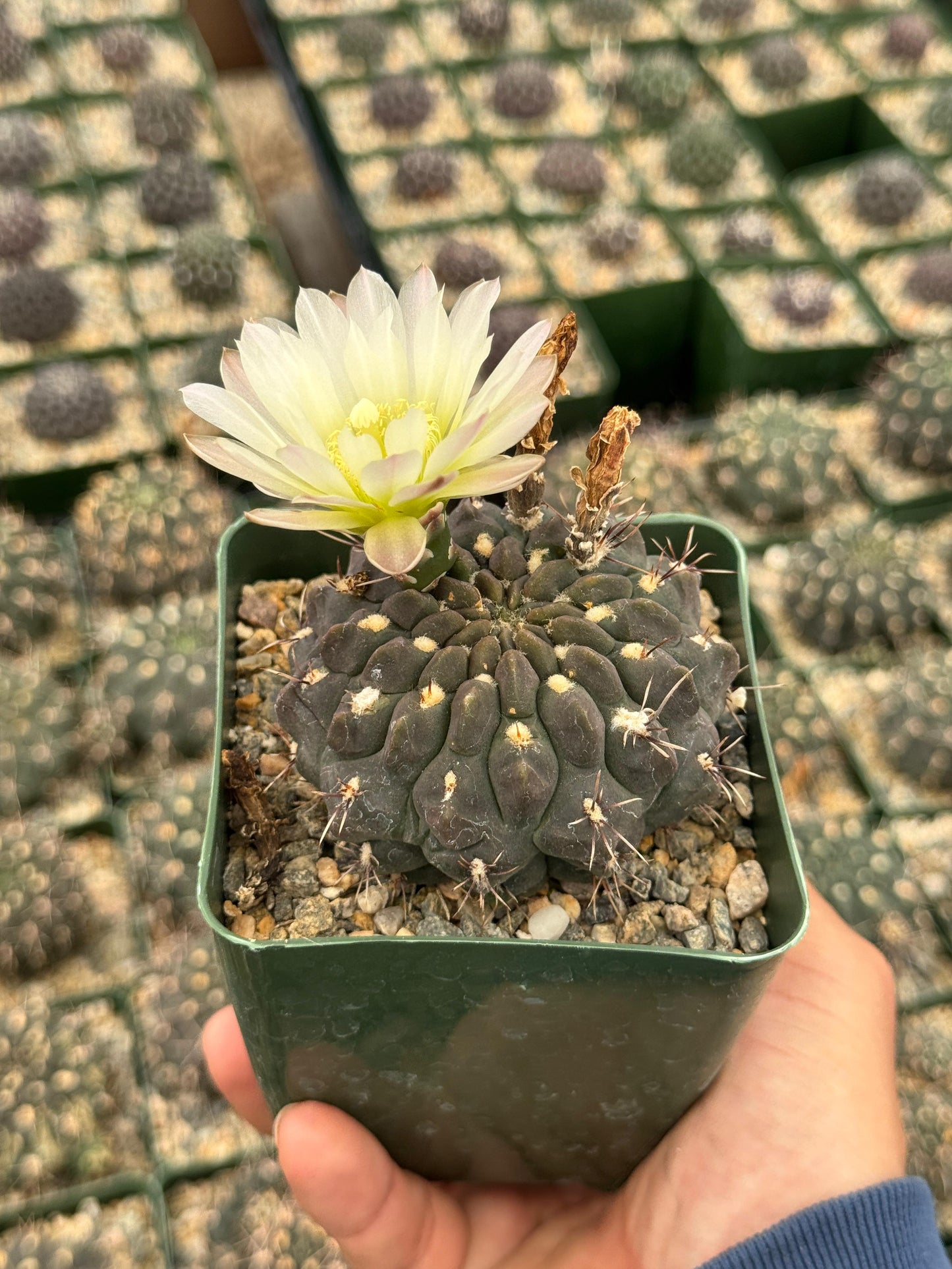 Charola de cactus mix 4”