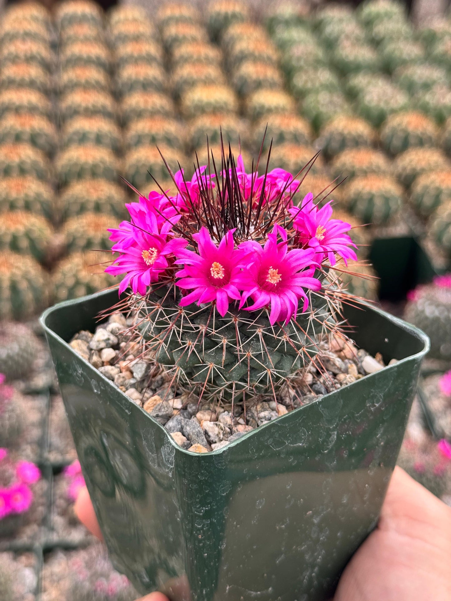Charola de cactus mix 4”