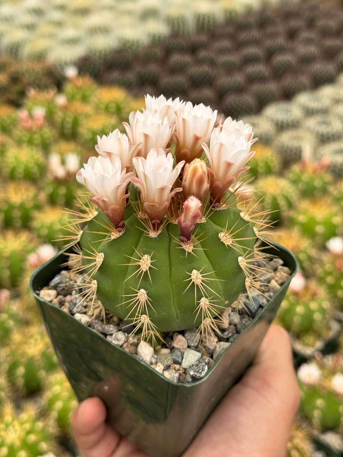 Charola de cactus mix 4”