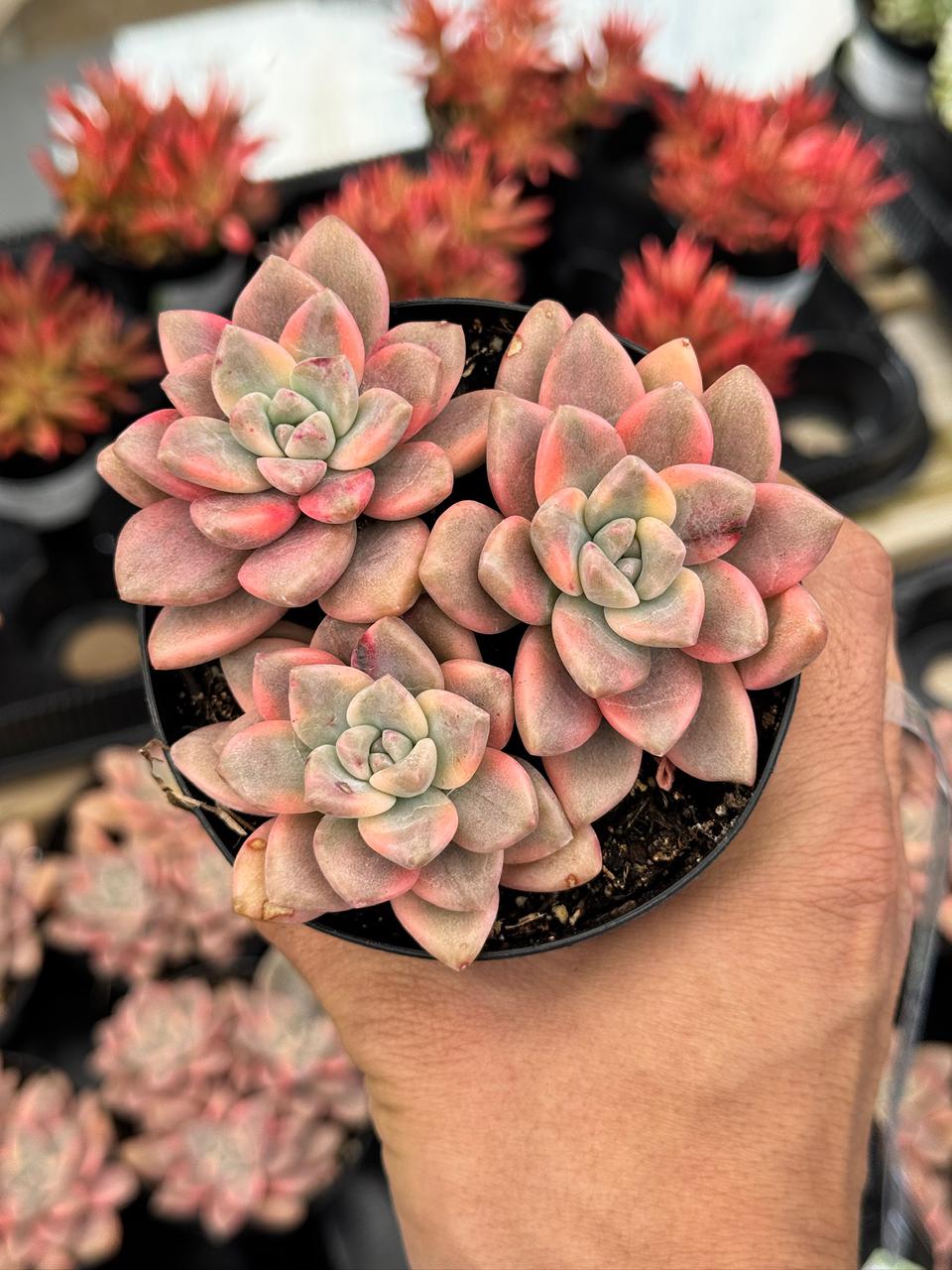 Graptopetalum joker cluster