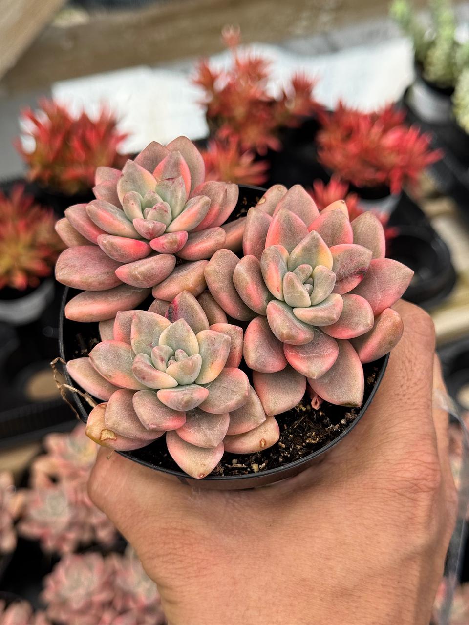 Graptopetalum joker cluster