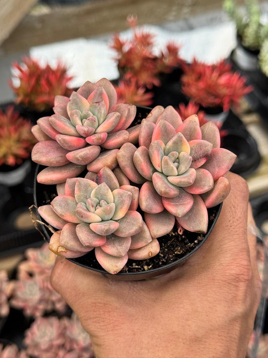 Graptopetalum joker cluster
