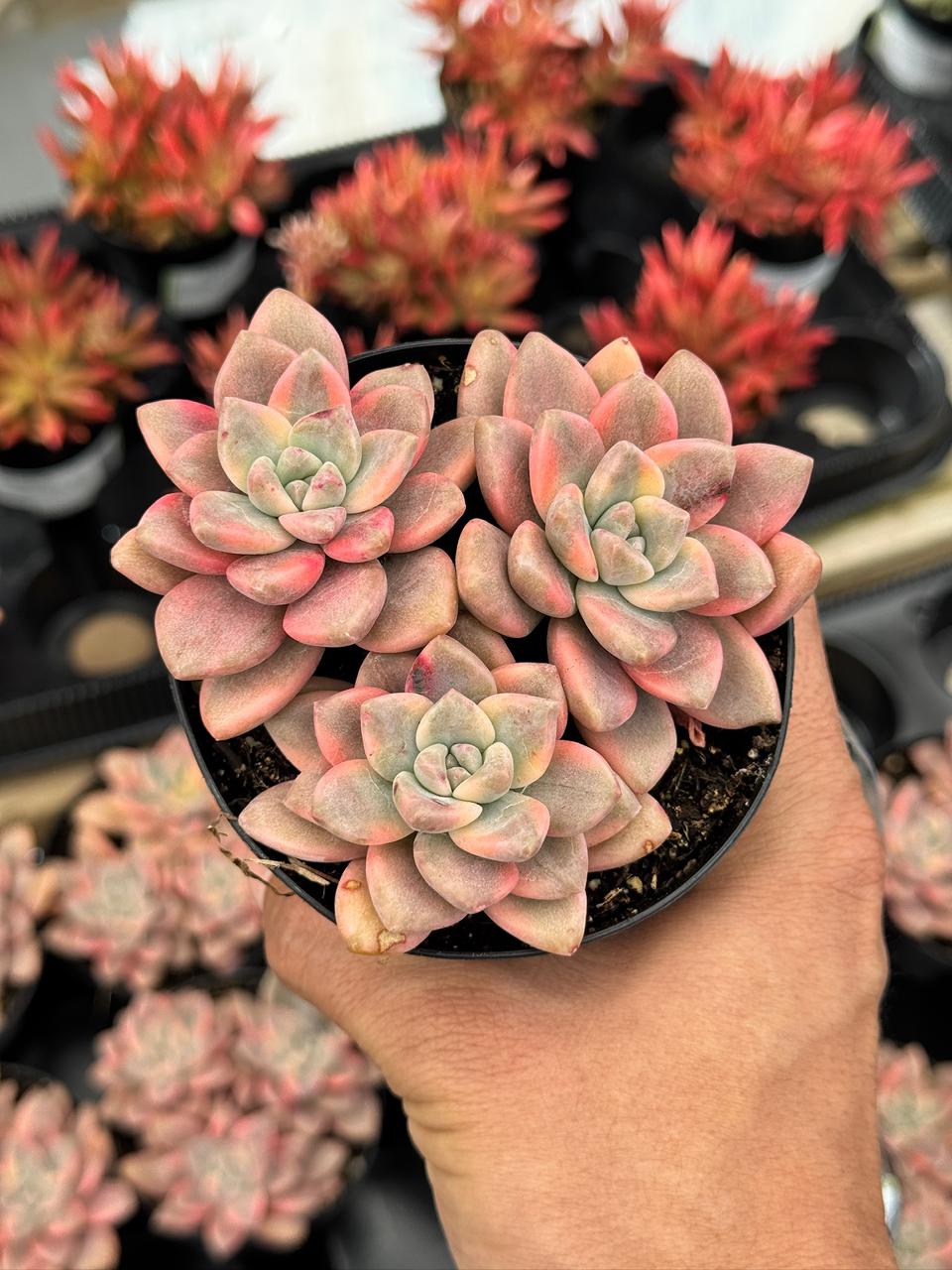 Graptopetalum joker cluster
