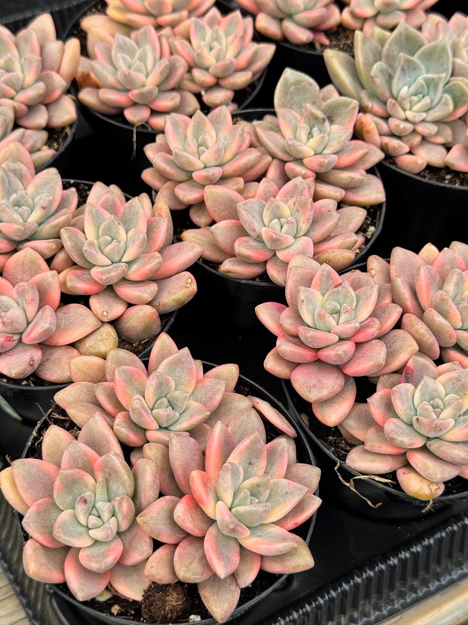 Graptopetalum joker cluster