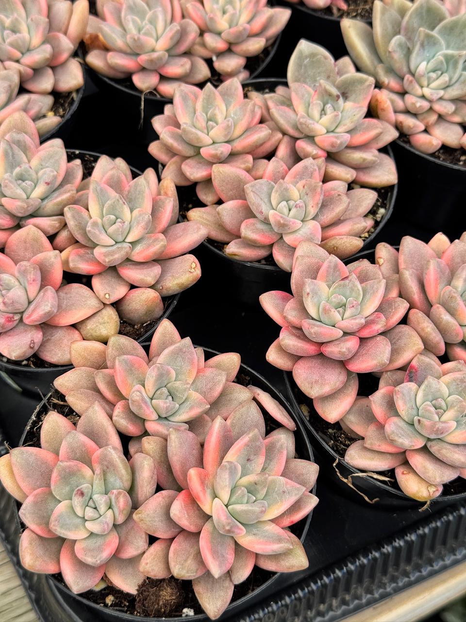 Graptopetalum joker cluster