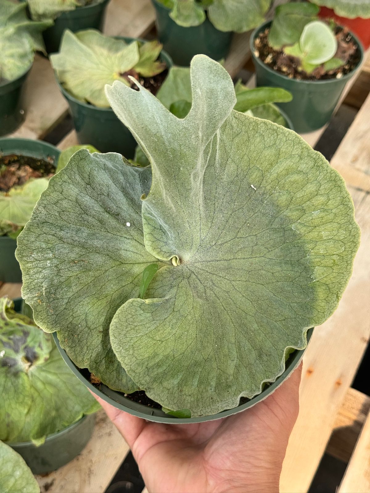 Platycerium superbum 6”